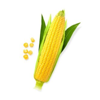 Sweet Corn/మొక్క జొన్న-1Pc