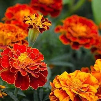 MARIGOLD FLOWERS PACK