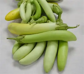 LONG GREEN EGG PLANT PER LB