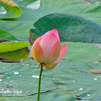 LOTUS EACH