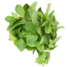 MINT LEAVES PER PC