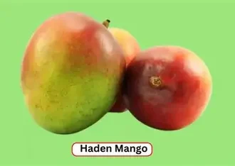 RIPE MANGO HADEN