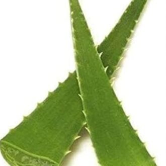 ALOE VERA PER PC