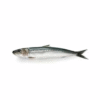OB SARDINE WHOLE 2LB