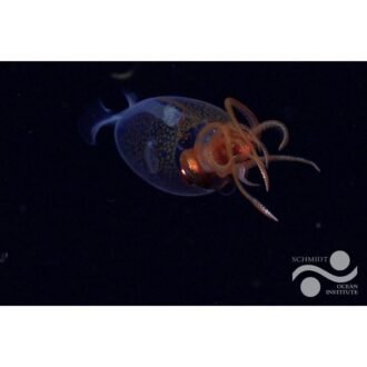 Ocean Bell SQUID WHOLE 2LB, topdesimart, top desi mart