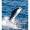 Ocean Bell BLUE MARLIN 2LB, topdesimart, top desi mart