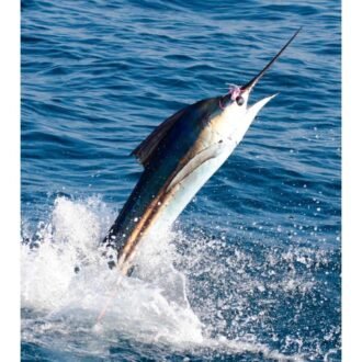 Ocean Bell BLUE MARLIN 2LB, topdesimart, top desi mart