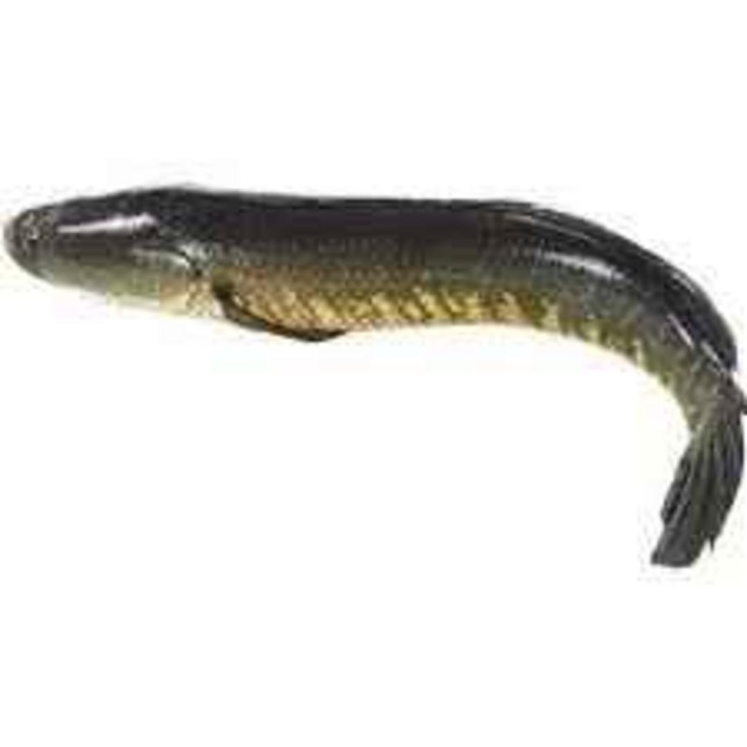 KORAMENU PER LB, topdesimart, top desi mart