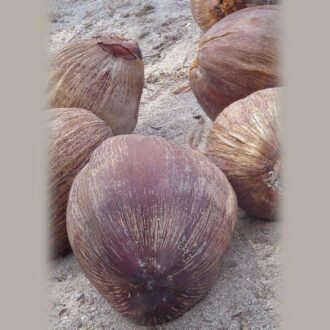 BROWN COCONUT PER PC, topdesimart, top desi mart