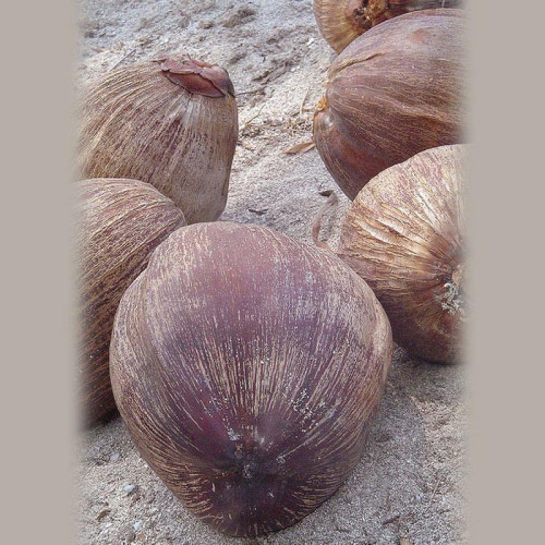 BROWN COCONUT PER PC, topdesimart, top desi mart