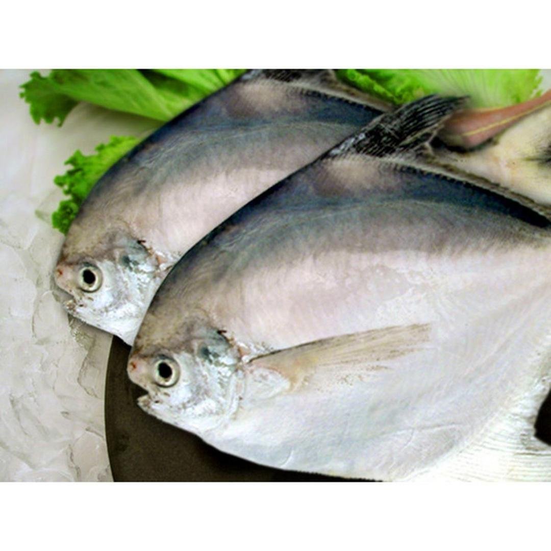 SAF WHITE POMFRET PER LB, topdesimart, top desi mart