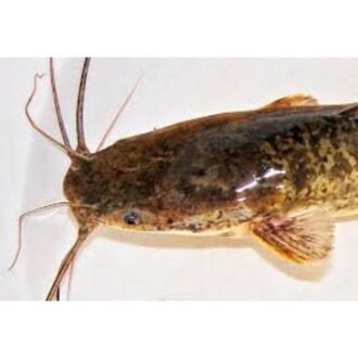 SAF BH CLARIAS FISH PER LB, topdesimart, top desi mart