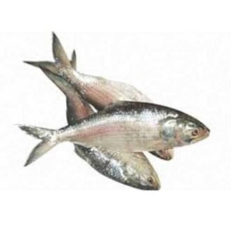 BK HILSA FISH PER LB, topdesimart, top desi mart