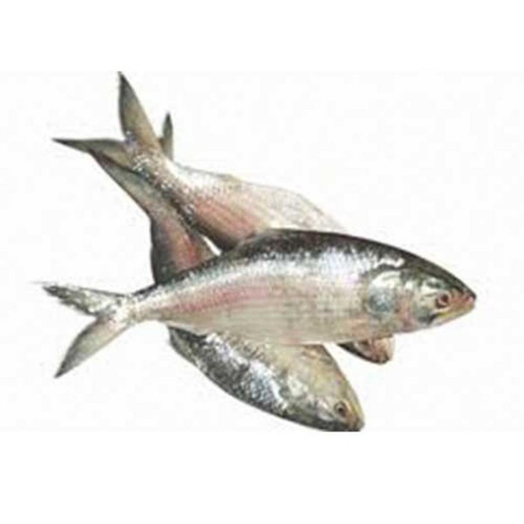BK HILSA FISH PER LB, topdesimart, top desi mart