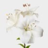 WHITE LILY FLOWERS PER PK, topdesimart, top desi mart