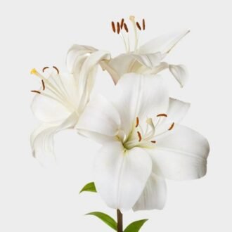 WHITE LILY FLOWERS PER PK, topdesimart, top desi mart