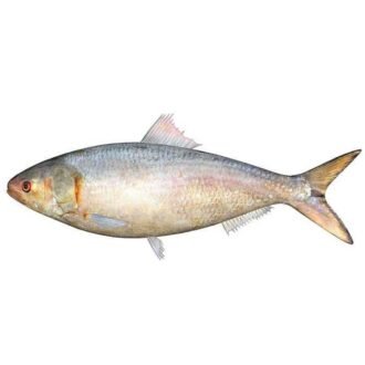 HILSA 2PCK PER LB, topdesimart, top desi mart