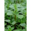 PURSLANE LEAVES PER PACK, topdesimart, top desi mart