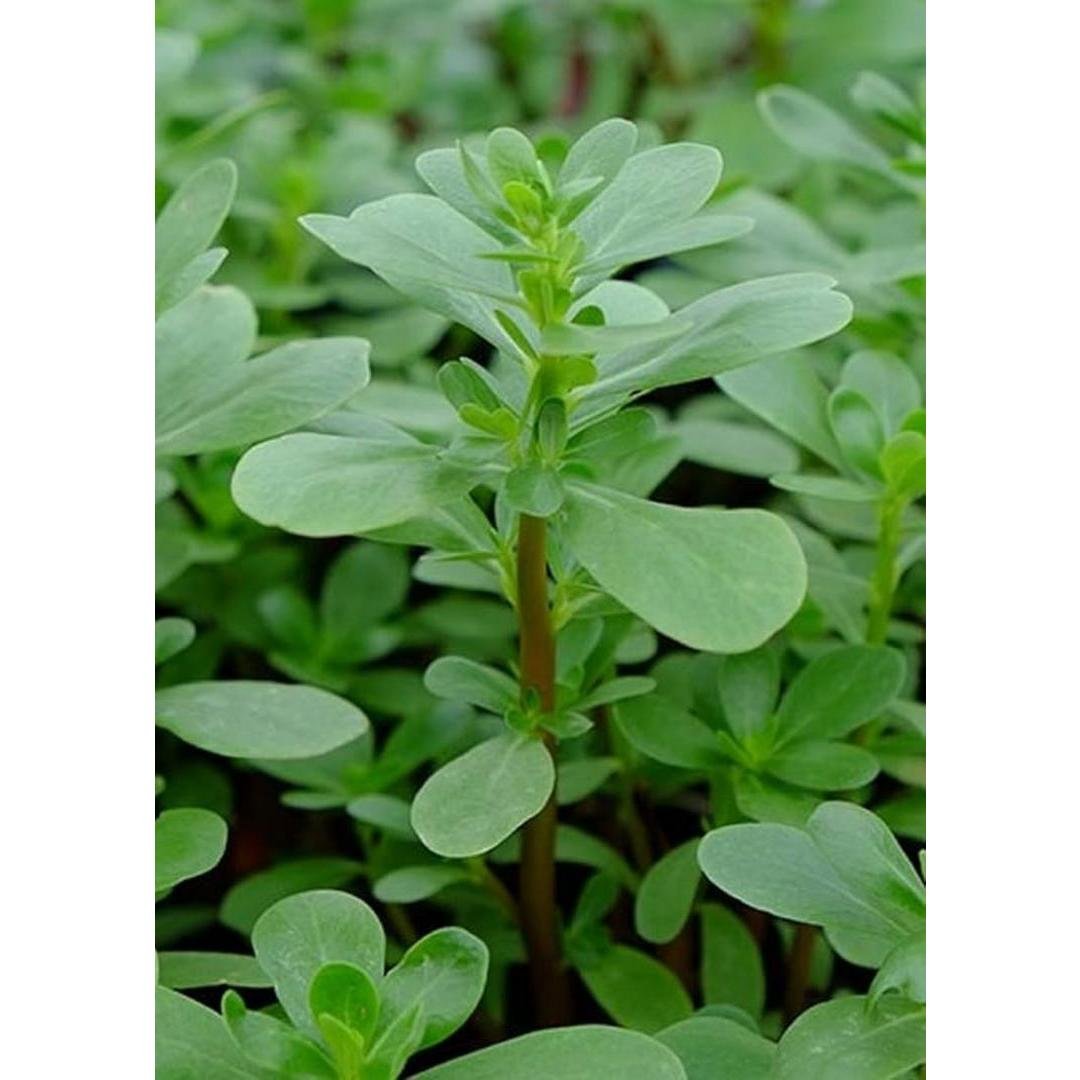 PURSLANE LEAVES PER PACK, topdesimart, top desi mart