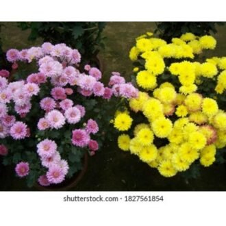 CHAMANTHI FLOWERS EACH, topdesimart, top desi mart